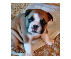 Two Bulldog Puppies for Sale - 3