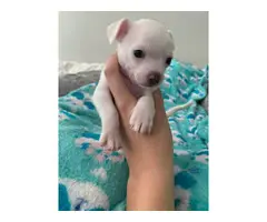 Beautiful white Chihuahua Puppies