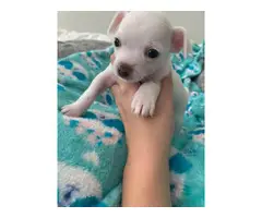 Beautiful white Chihuahua Puppies - 2