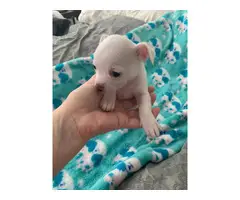 Beautiful white Chihuahua Puppies - 3