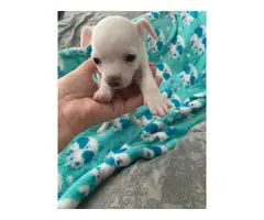 Beautiful white Chihuahua Puppies - 4