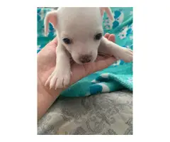 Beautiful white Chihuahua Puppies - 5