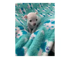 Beautiful white Chihuahua Puppies - 6