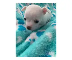 Beautiful white Chihuahua Puppies - 7