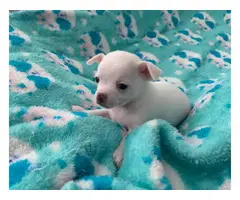 Beautiful white Chihuahua Puppies - 8