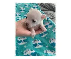Beautiful white Chihuahua Puppies - 9