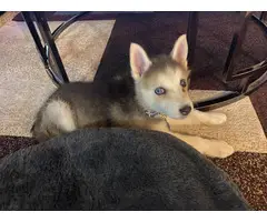 Pretty husky puppy for sale