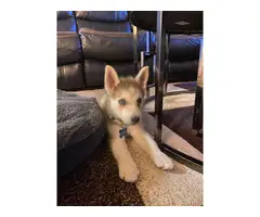 Pretty husky puppy for sale - 2