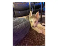 Pretty husky puppy for sale - 3