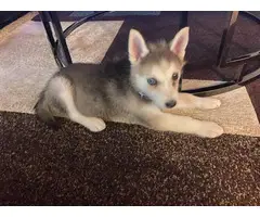 Pretty husky puppy for sale - 4
