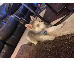 Pretty husky puppy for sale - 5