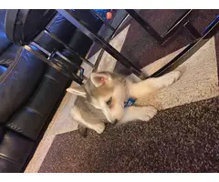 Pretty husky puppy for sale - 6