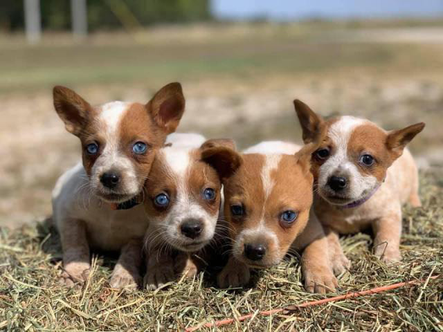 Four beautiful Red Heeler puppies available in Springfield