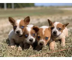 Four beautiful Red Heeler puppies available - 7