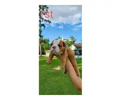 One month-old English Bulldogs need rehoming - 4