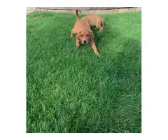 8 weeks old playful redbone coonhound - 3