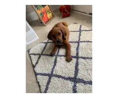 8 weeks old playful redbone coonhound - 5