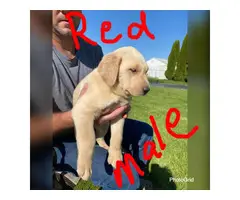8 AKC Pure Breed Lab Puppies