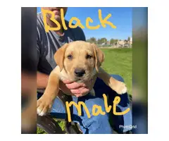 8 AKC Pure Breed Lab Puppies - 2