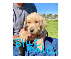 8 AKC Pure Breed Lab Puppies - 4