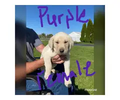 8 AKC Pure Breed Lab Puppies - 7