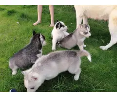 Adorable Siberian husky puppies available