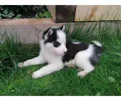 Adorable Siberian husky puppies available - 2