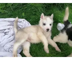 Adorable Siberian husky puppies available - 3