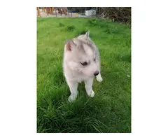 Adorable Siberian husky puppies available - 4