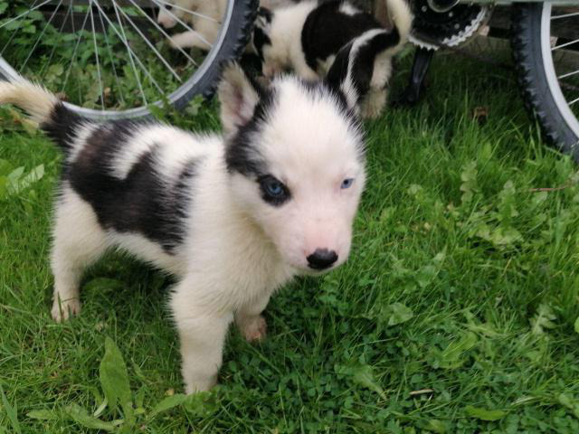 Adorable Siberian husky puppies available Crystal Bay - Puppies for