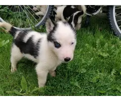 Adorable Siberian husky puppies available - 5
