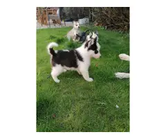 Adorable Siberian husky puppies available - 6