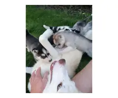 Adorable Siberian husky puppies available - 7