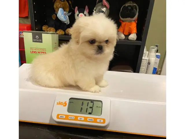 2 males Pekingese available for sale - 1/6