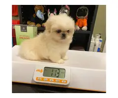 2 males Pekingese available for sale