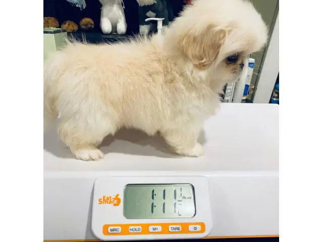 2 males Pekingese available for sale - 2/6