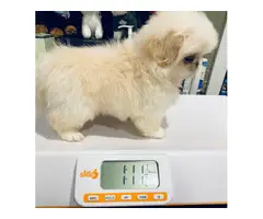 2 males Pekingese available for sale - 2