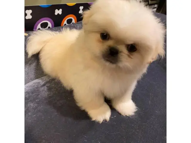 2 males Pekingese available for sale - 3/6