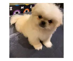 2 males Pekingese available for sale - 3
