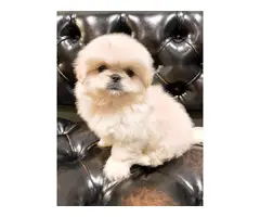 2 males Pekingese available for sale - 4