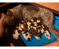 9 German Shorthaired Pointer Puppies for Sale - 3