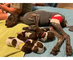 9 German Shorthaired Pointer Puppies for Sale - 4
