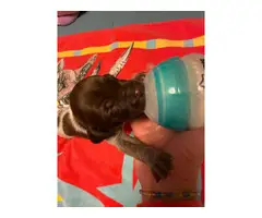9 German Shorthaired Pointer Puppies for Sale - 6