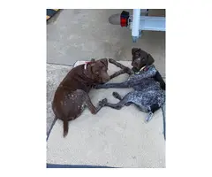 9 German Shorthaired Pointer Puppies for Sale - 8
