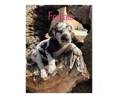 6 beautiful Dannif puppies to good home
