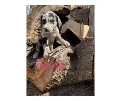 6 beautiful Dannif puppies to good home