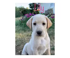 4 AKC Registered Yellow Lab Puppies