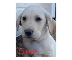4 AKC Registered Yellow Lab Puppies - 2
