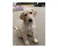 4 AKC Registered Yellow Lab Puppies - 4