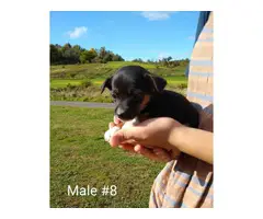 6 males and 2 females Chihuahuas for adoption